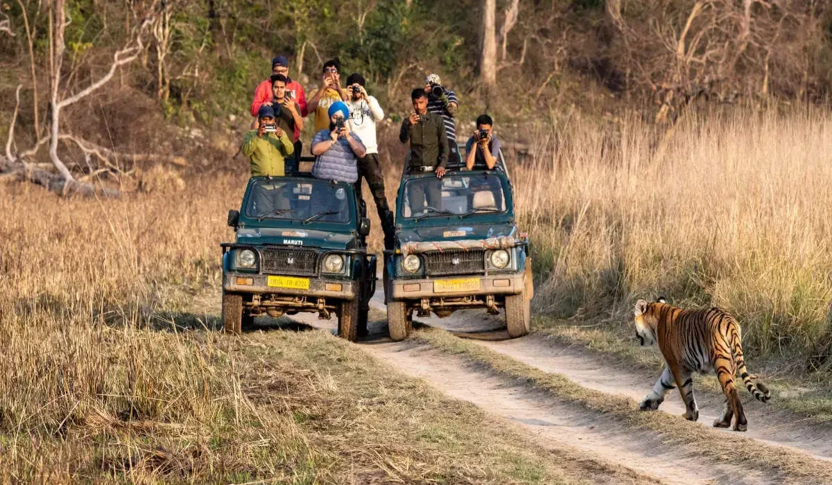 jungle-safari-in-jim-corbett-national-park-1200x900